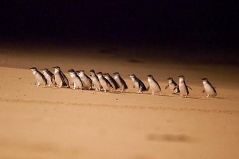 The Ultimate Melbourne Attractions Pass - Accommodation Guide 5