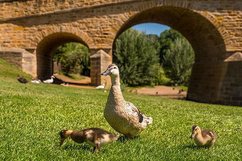 Richmond Historic Afternoon Tour From Hobart - Accommodation China 1