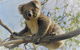 Kangaroo Island Scenic Trail Tour - thumb 2