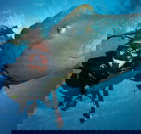 Great Barrier Reef Snorkeling and Diving Cruise from Cairns - Accommodation Asia