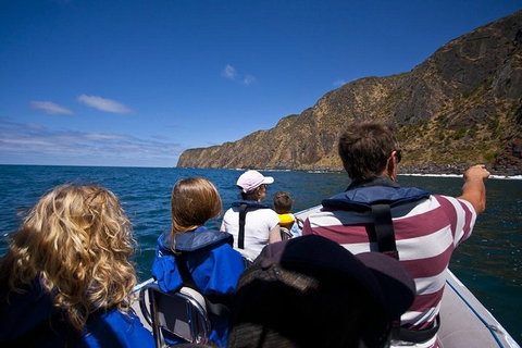 Seal Island Boat Tour From Victor Harbor - Accommodation Asia 0