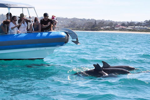 Seal Island Boat Tour From Victor Harbor - Accommodation Asia 5