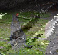 Full-Day Guided Bruny Island Tour from Hobart - Accommodation China