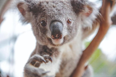 Hop-On Hop-Off Bus And PLUS 4 Merlin Attractions - Accommodation Guide 2