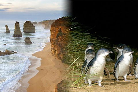 Melbourne Super Saver: Great Ocean Road + Phillip Island + Attraction Pass - Accommodation Asia 0