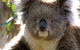 Melbourne Super Saver: Great Ocean Road + Phillip Island + Attraction Pass - thumb 3