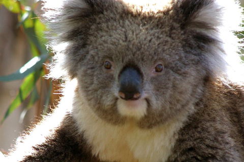 Melbourne Super Saver: Great Ocean Road + Phillip Island + Attraction Pass - Accommodation Asia 3