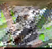 Cairns ZOOM and Wildlife Dome - Accommodation Asia