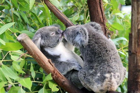 Classic Kuranda By Skyrail And Scenic Railway Including Rainforestation, Koala And Wildlife Park And Pamagirri Aboriginal Experi - Accommodation Asia 3