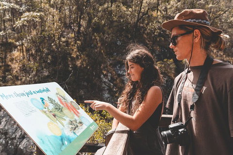 Springbrook AndTamborine Rainforest Tour Incl Natural Bridge And Glow Worm Cave - Accommodation Asia 0