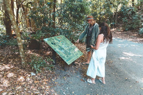 Springbrook AndTamborine Rainforest Tour Incl Natural Bridge And Glow Worm Cave - Accommodation Asia 5