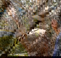 NEW TOUR - Kangaroo Island Road to Recovery Tour 1 Day/1 Night - Accommodation China