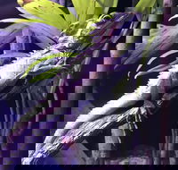 Cairns Aquarium Admission Ticket - Accommodation Asia