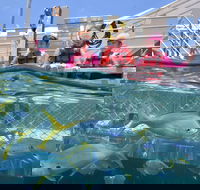 Outer Reef Pontoon Experience from Cairns - Accommodation Asia