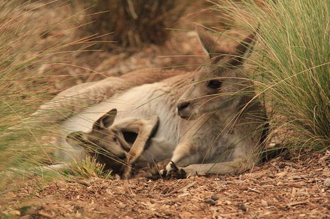 Werribee Open Range Zoo General Admission Ticket - Accommodation Guide 3