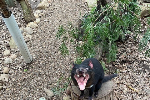 Featherdale Wildlife Park General Admission - Accommodation Asia 1