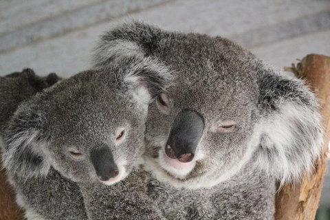 Featherdale Wildlife Park General Admission - Accommodation Asia 4