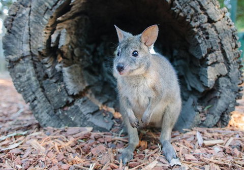 Featherdale Wildlife Park General Admission - Accommodation Asia 5