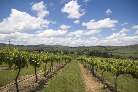 Hunter Valley Wine Tour From Sydney Incl Lunch, Cheese, Chocolate And Distillery - Accommodation Guide 0