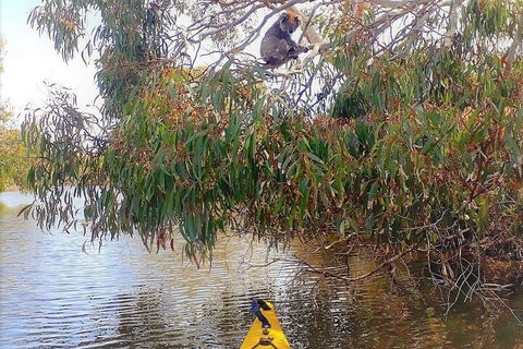 Kangaroo Island Self-Guided Kayaking On The Harriet River - Accommodation Guide 4