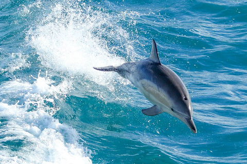 Wilsons Promontory Full Day Cruise - Accommodation Guide 1