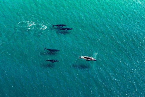 25-30 Minute Newcastle & Macquarie Helicopter Shared Flight - Accommodation Guide 4