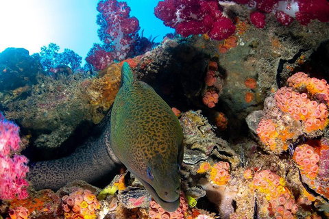 Scuba Dive The S.S. Yongala Wreck On The Great Barrier Reef. - Accommodation Guide 1