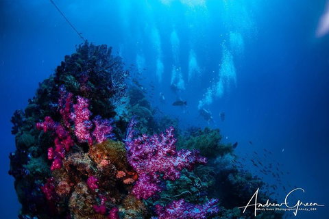 Scuba Dive The S.S. Yongala Wreck On The Great Barrier Reef. - Accommodation Guide 2