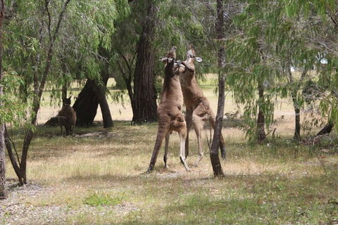 Margaret River Coastal And Wildlife Eco Trip From Busselton Or Dunsborough - Accommodation Guide 1